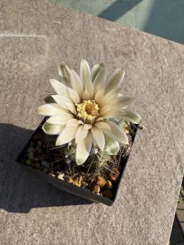 Gymnocalycium spec.